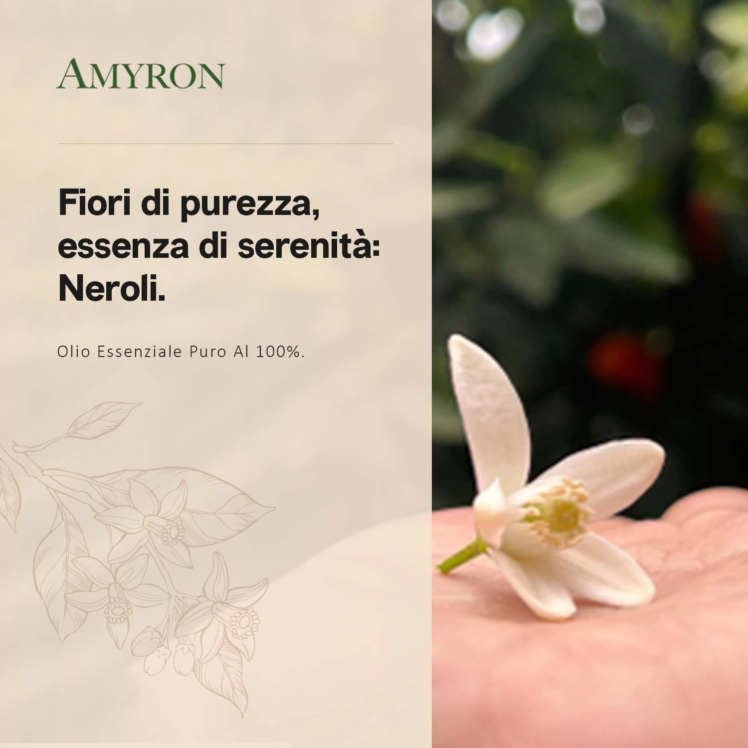 AMYRON olio essenziale di Neroli con fiore di zagara su una mano e grafica ispirazionale dedicata ai fiori di arancia amara