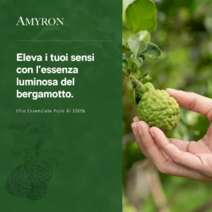 Frutto di bergamotto Citrus bergamia raccolto sulla pianta, materia prima dell'olio essenziale puro AMYRON.