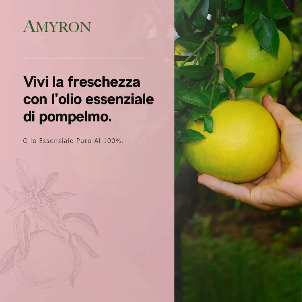 Grafica AMYRON sulla freschezza dell’essenza di pompelmo con frutto Citrus paradisi raccolto a mano