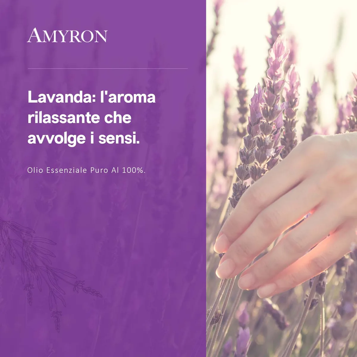 Olio essenziale di lavanda pura AMYRON nel campo di Lavandula angustifolia