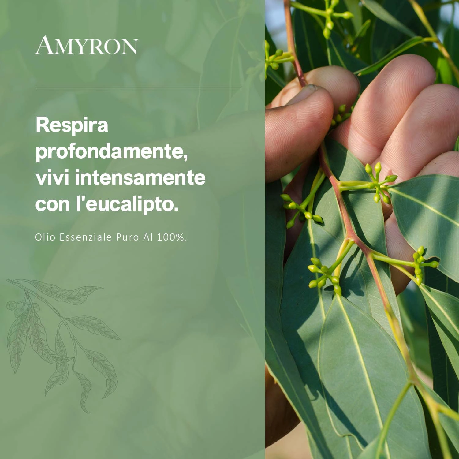 Olio di eucalipto puro Amyron con foglie di Eucalyptus globulus – olio essenziale naturale