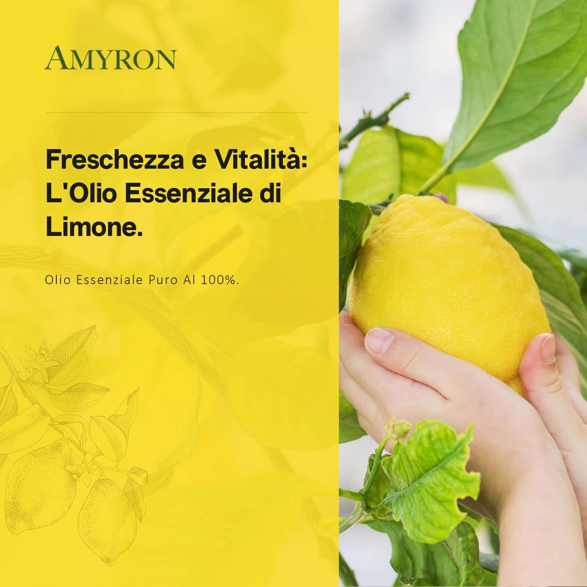 Olio Essenziale di Limone AMYRON con limone fresco raccolto direttamente dalla pianta.