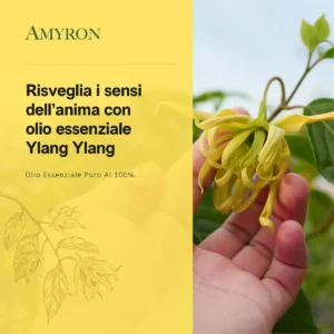 Fiore fresco di Ylang Ylang (Cananga odorata), materia prima da cui si ottiene l'olio essenziale puro AMYRON.