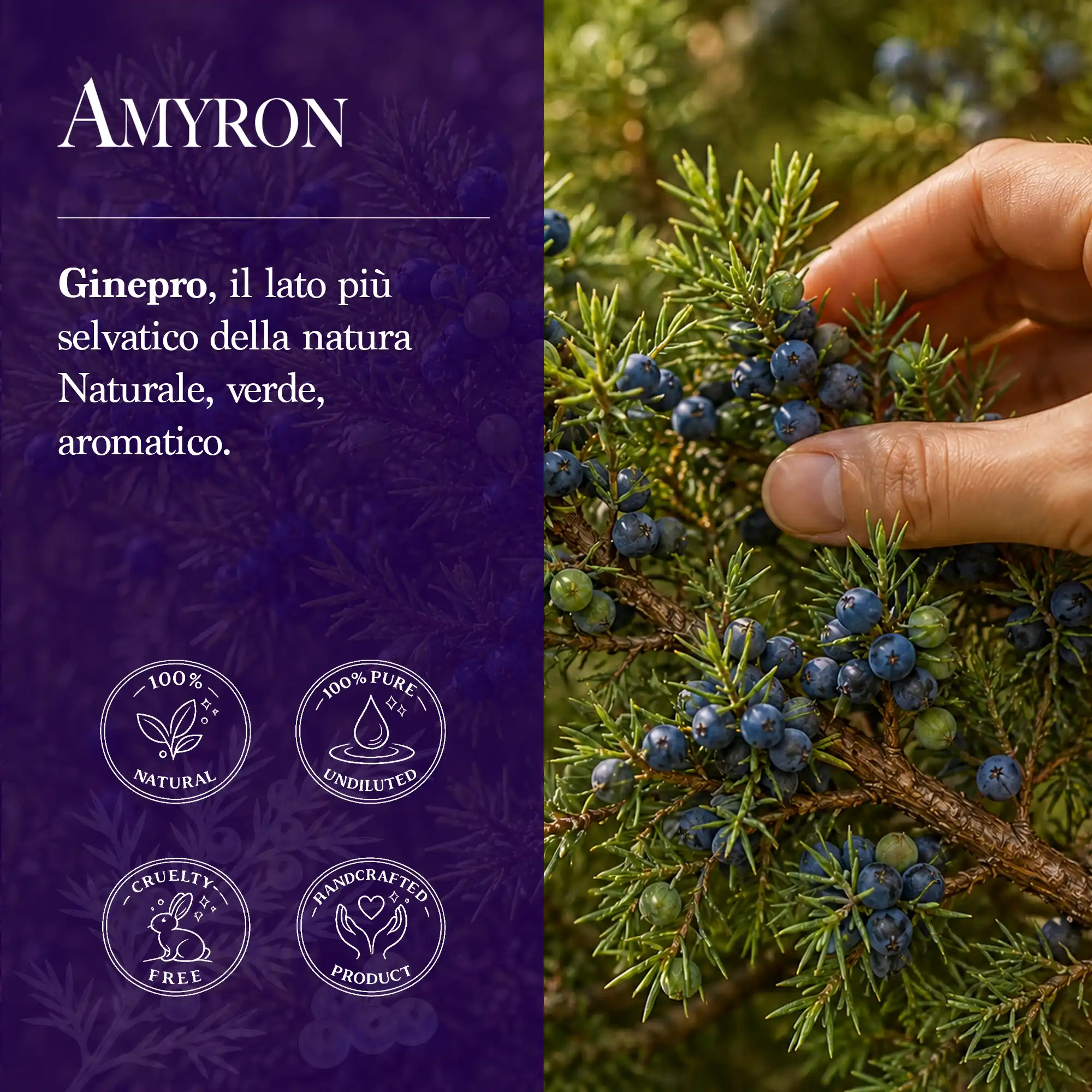 Mano che raccoglie bacche naturali di ginepro Juniperus communis da un ramo