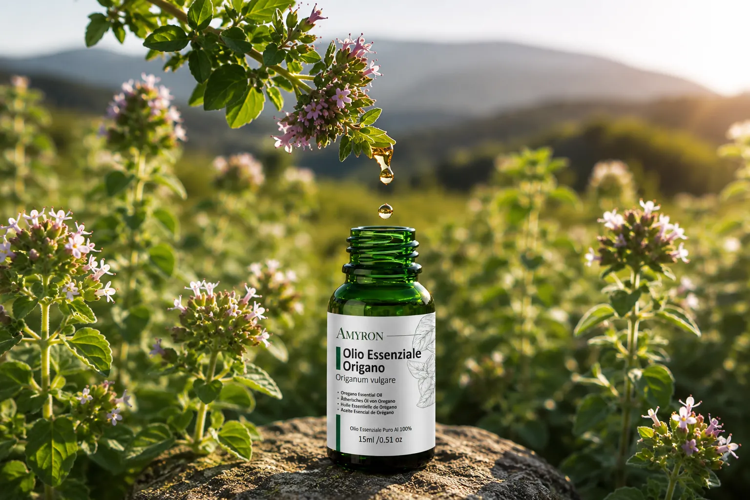 Goccia di olio essenziale di origano che cade nel flacone AMYRON immerso nell'habitat naturale di Origanum vulgare