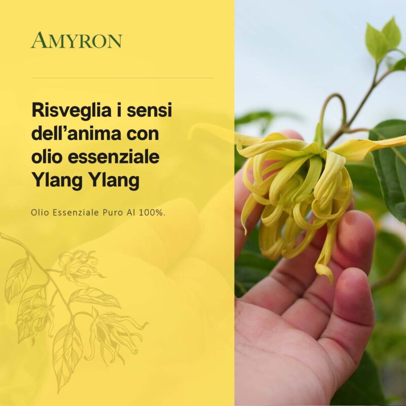 Olio essenziale ylang ylang