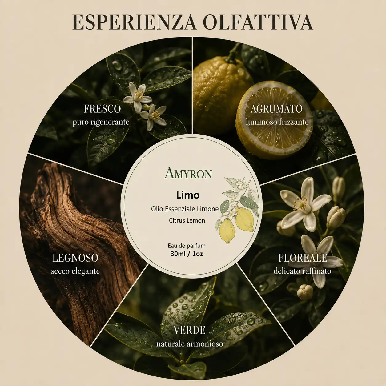 Esperienza olfattiva della fragranza Limo con accordi freschi, agrumati, floreali, verdi e legnosi