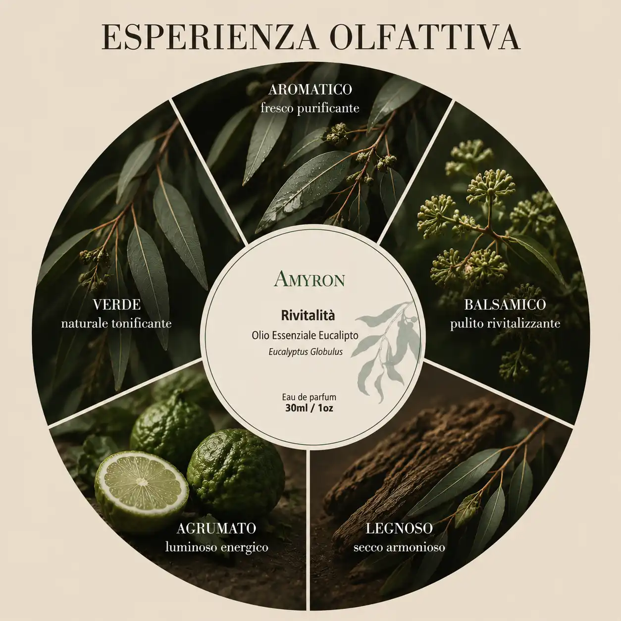 Esperienza olfattiva della fragranza all’eucalipto Rivitalità AMYRON con note aromatiche e balsamiche