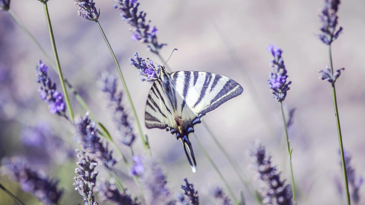 Olio essenziale di lavanda