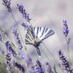 Olio essenziale di lavanda