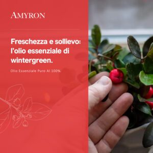 olio essenziale wintergreen diffusore