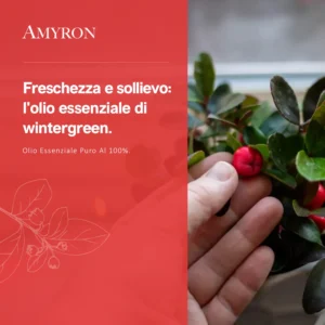 Pianta di Wintergreen (Gaultheria procumbens) con bacche rosse